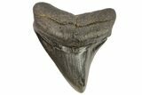 Fossil Megalodon Tooth - Georgia #76491-1